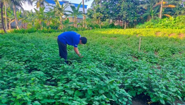 Rahasia di Balik Tanaman Nilam: Emas Hijau Penghasil Minyak Wangi Berkelas Dunia!